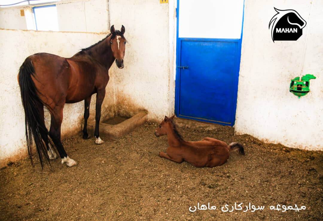 اسب در باشگاه سوارکاری ماهان شیراز
